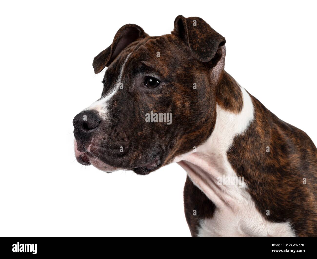 Photo de tête de jeune bringé avec un chien américain blanc Staffordshire Terrier, en regardant les côtés / profil avec des yeux sombres et des oreilles de disquettes. Isolé sur whi Banque D'Images