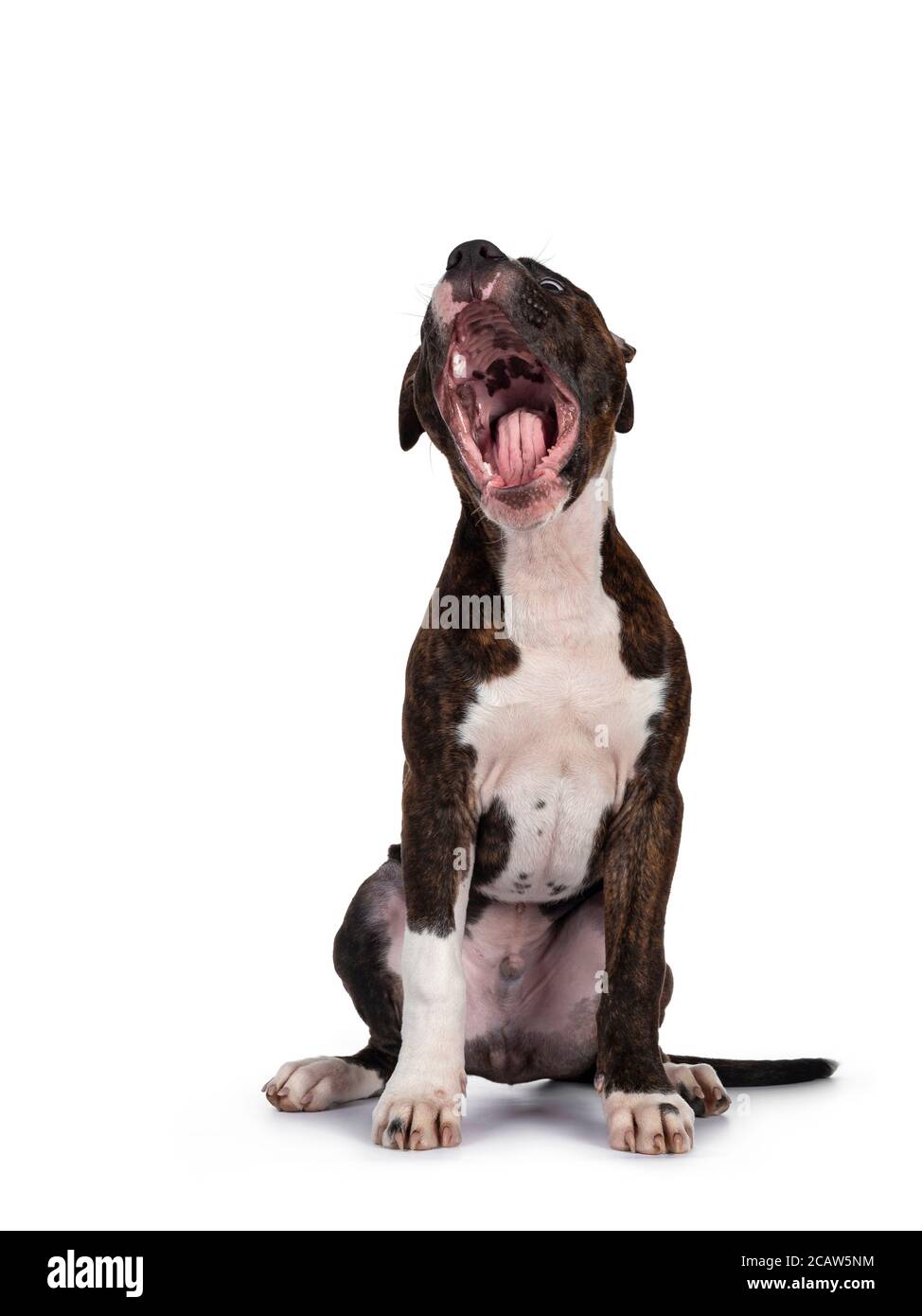 Jeune bringé avec le chien américain blanc Staffordshire Terrier, assis face à l'avant avec la bouche large ouverte. Isolé sur fond blanc. Banque D'Images