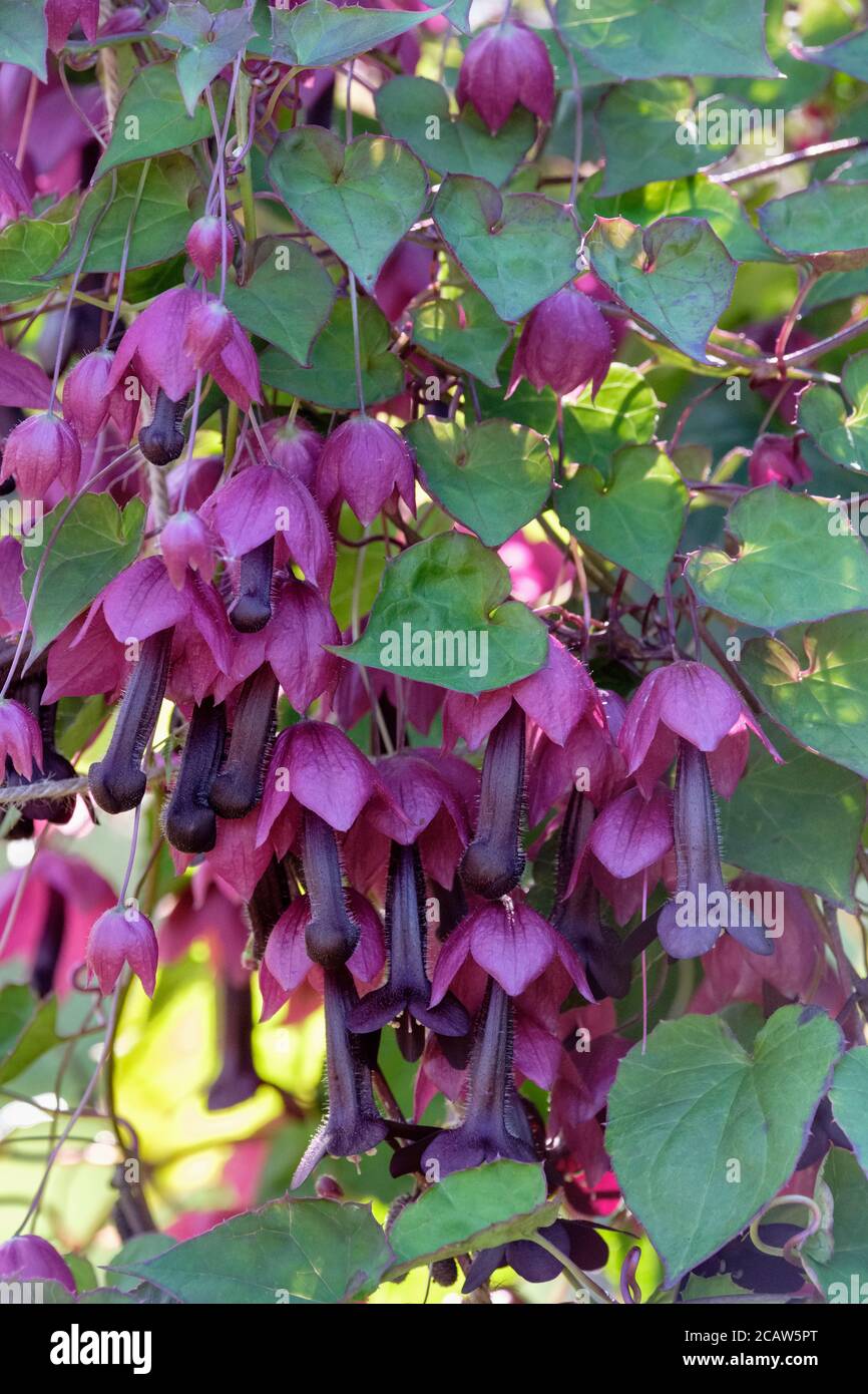 Rhodochiton atrosanguinea. 'Bell Vine. Chine Bell Vine. Vigne en cloche violette, bellérine violette. Rhodochiton atrosanguineus 'Purple Bellss' Banque D'Images