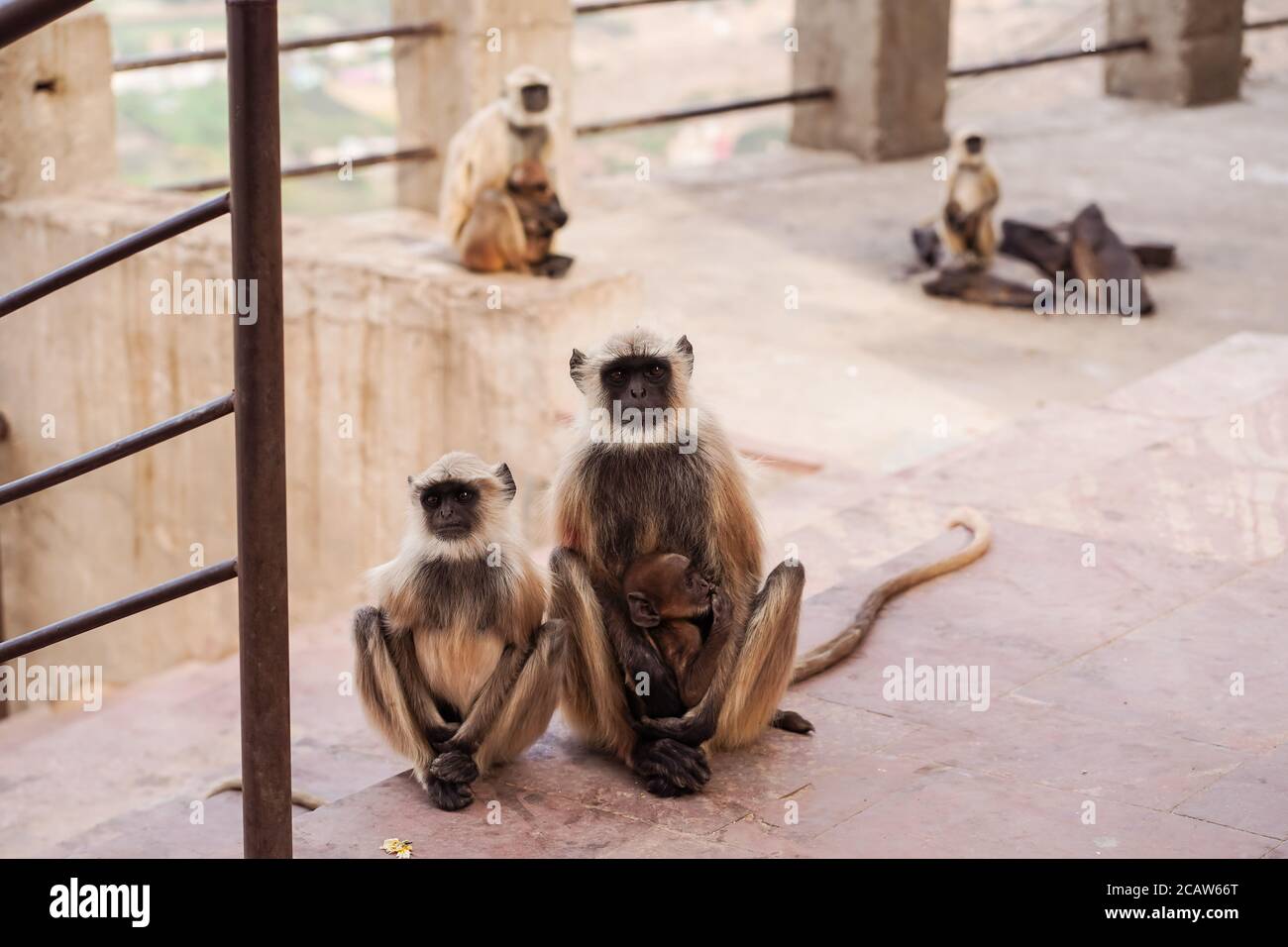 Pushkar / Inde - 10 mars 2020 : singes au temple de montagne de Savitree avec vue sur la ville Banque D'Images