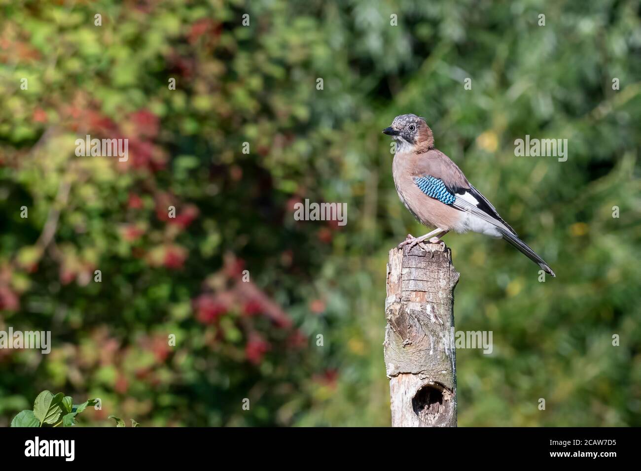 Un magnifique jeune geai sauvage debout sur un tronc d'arbre à la recherche de nourriture au début d'un Norfolk été jour. Banque D'Images
