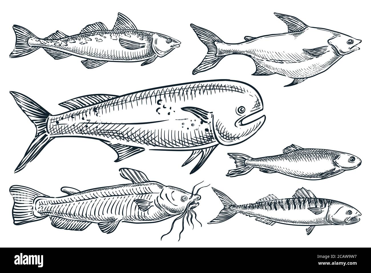 Ensemble de poissons de mer, isolé sur fond blanc. Illustration