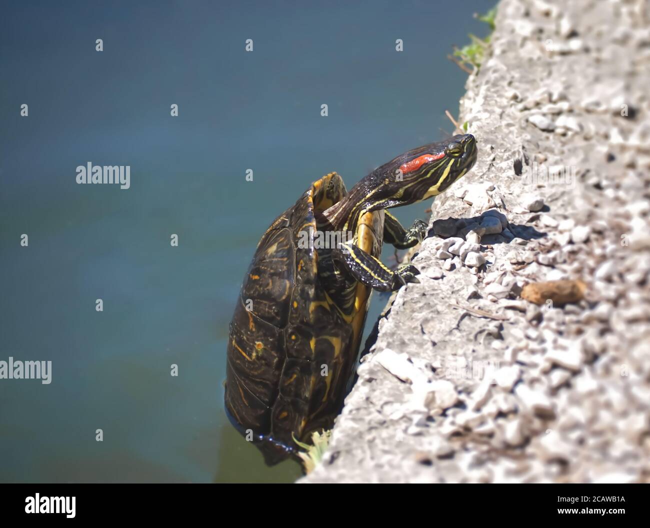 Macro de tortue d'eau grimpant un rocher Banque D'Images