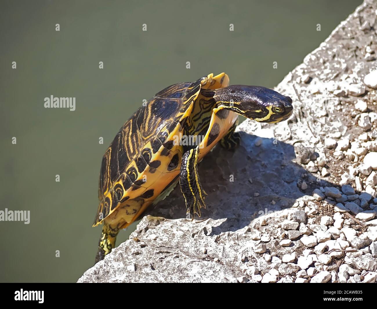 Macro de tortue d'eau grimpant un rocher Banque D'Images