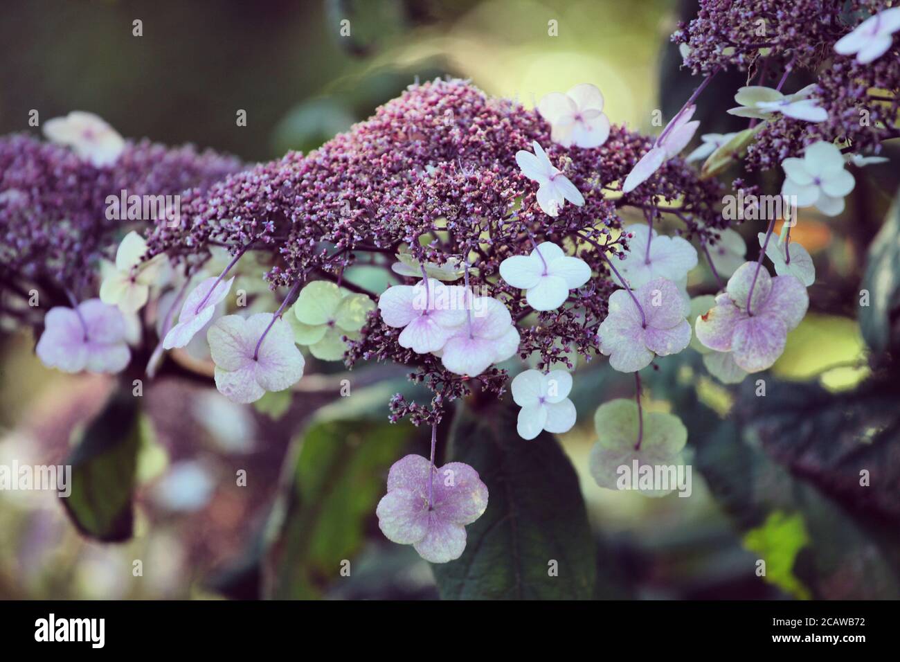 Des fleurs de lacecap pourpres et blanches sur une hortensia aspera le soleil d'été Banque D'Images