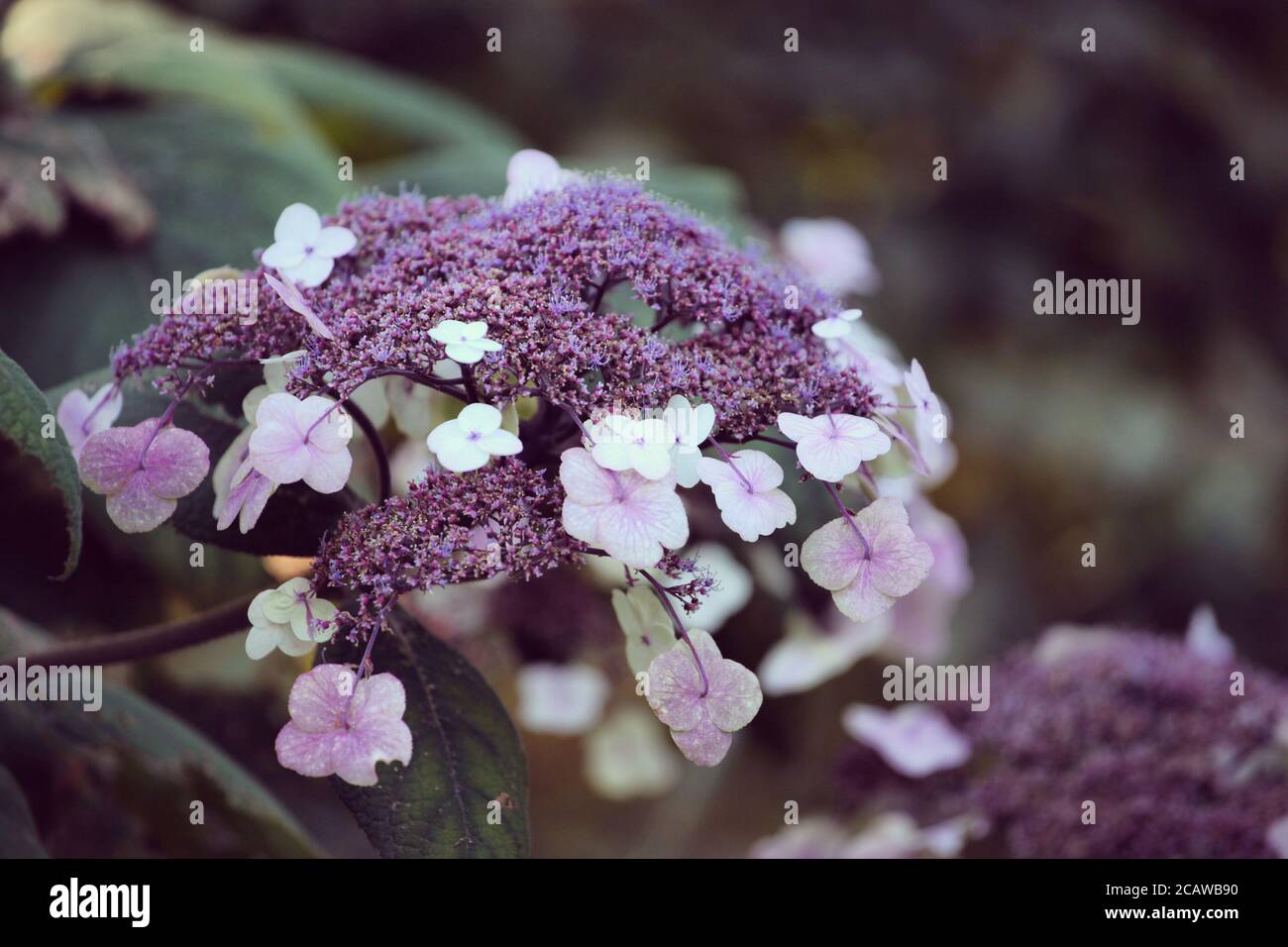 Des fleurs de lacecap pourpres et blanches sur une hortensia aspera le soleil d'été Banque D'Images