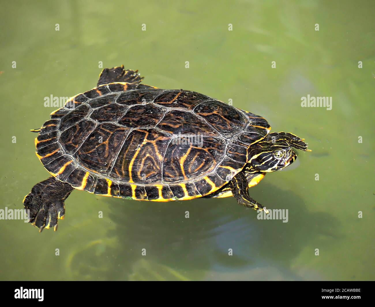 Macro de la tortue d'eau nageant dans l'eau verte Banque D'Images