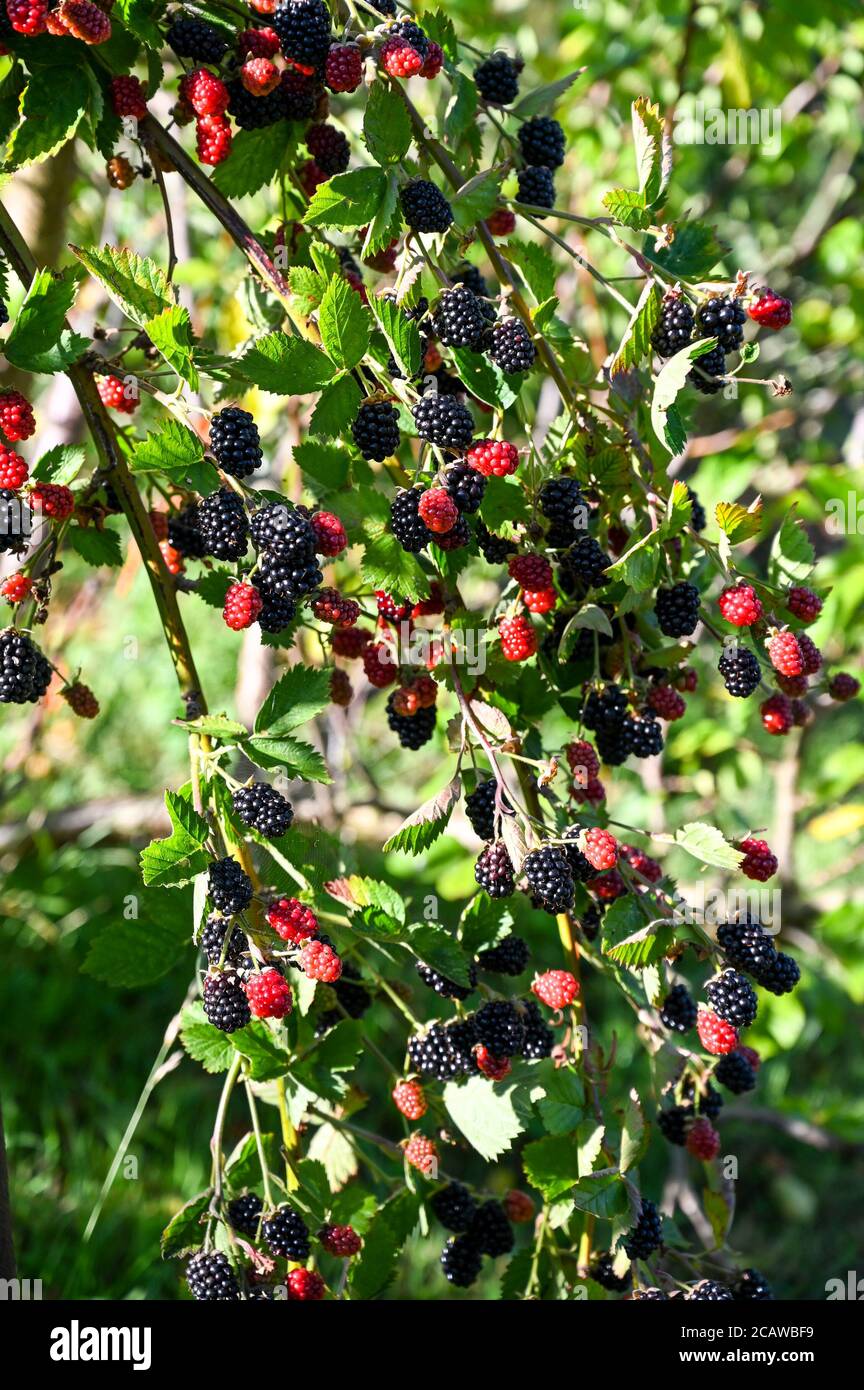 Les mûres de Boysenberries (rubus ursinus x idaeusare) mûrissent sur des cannes; un hybride de framboises européennes, de mûres, de mûres américaines et de mûres de mûres. Banque D'Images