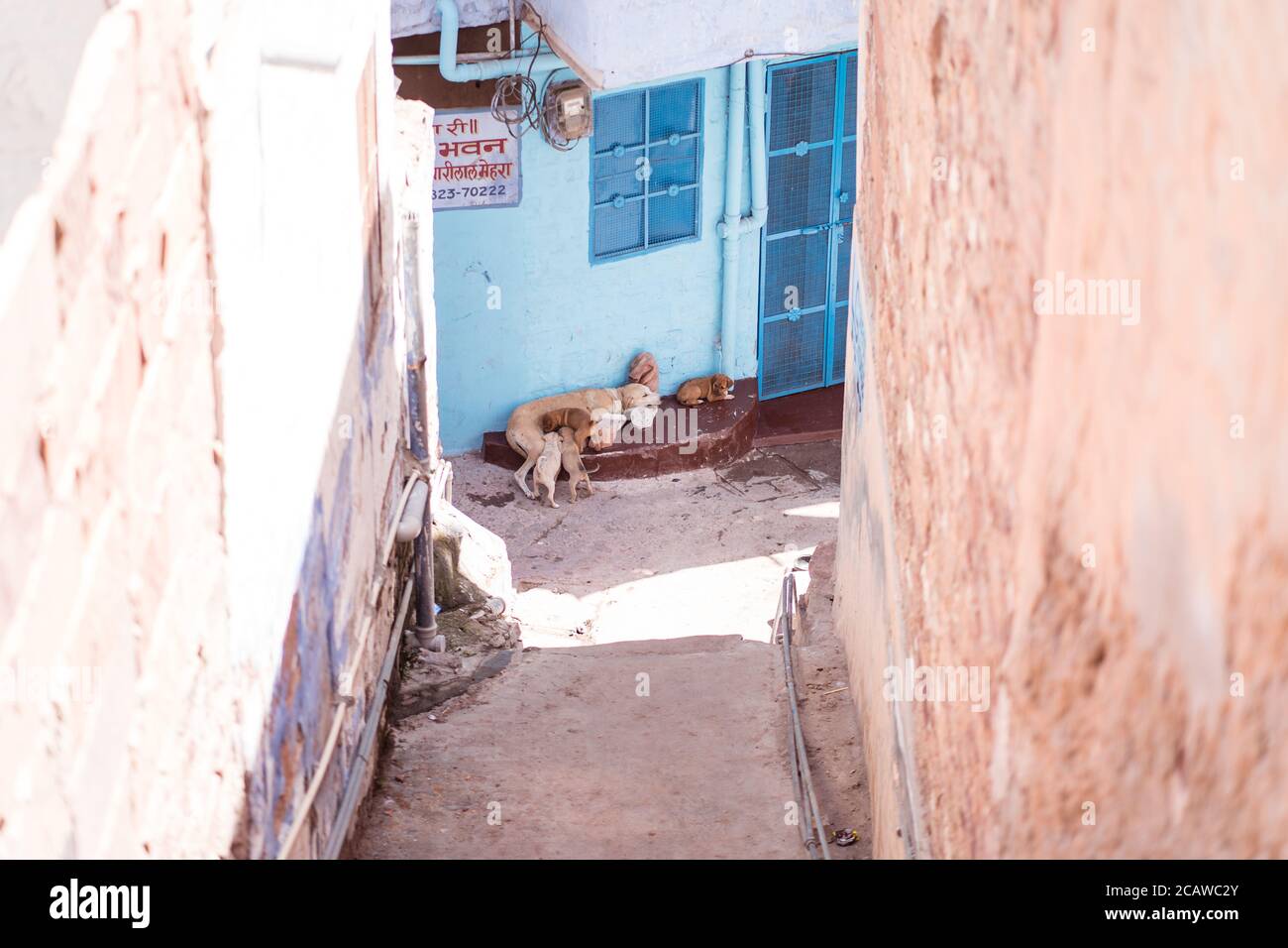 Jodhpur / Inde - 18 mars 2020 : chien dans les rues de Jodhpur avec de beaux bâtiments colorés Banque D'Images