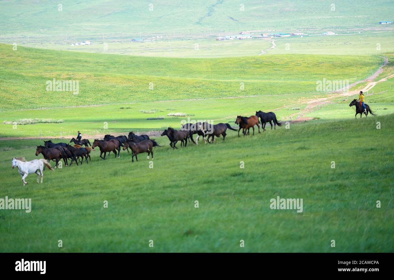 (200809) -- XILIN Gol, 9 août 2020 (Xinhua) -- Xilinhua harde chevaux sur la prairie de Baiyinxile à Xilinhot, région autonome de la Mongolie intérieure, au nord de la Chine, 4 août 2020. La vationtion d'été a été la période préférée de Xilinhua de l'année. Pour aller à l'école intermédiaire, l'enfant de 14 ans vit la plupart du temps avec ses grands-parents dans le centre-ville de Xilinhot, séparés de ses parents qui diriger un ranch sur le pâturage de Baiyinxile. Par conséquent, l'été signifie à la fois détente et réunion à la septième année. Le père de Xilinhua, Gangsuhe, est un célèbre cavalier. En apprenant de lui, Xilinhua avait également maîtrisé l'eque Banque D'Images