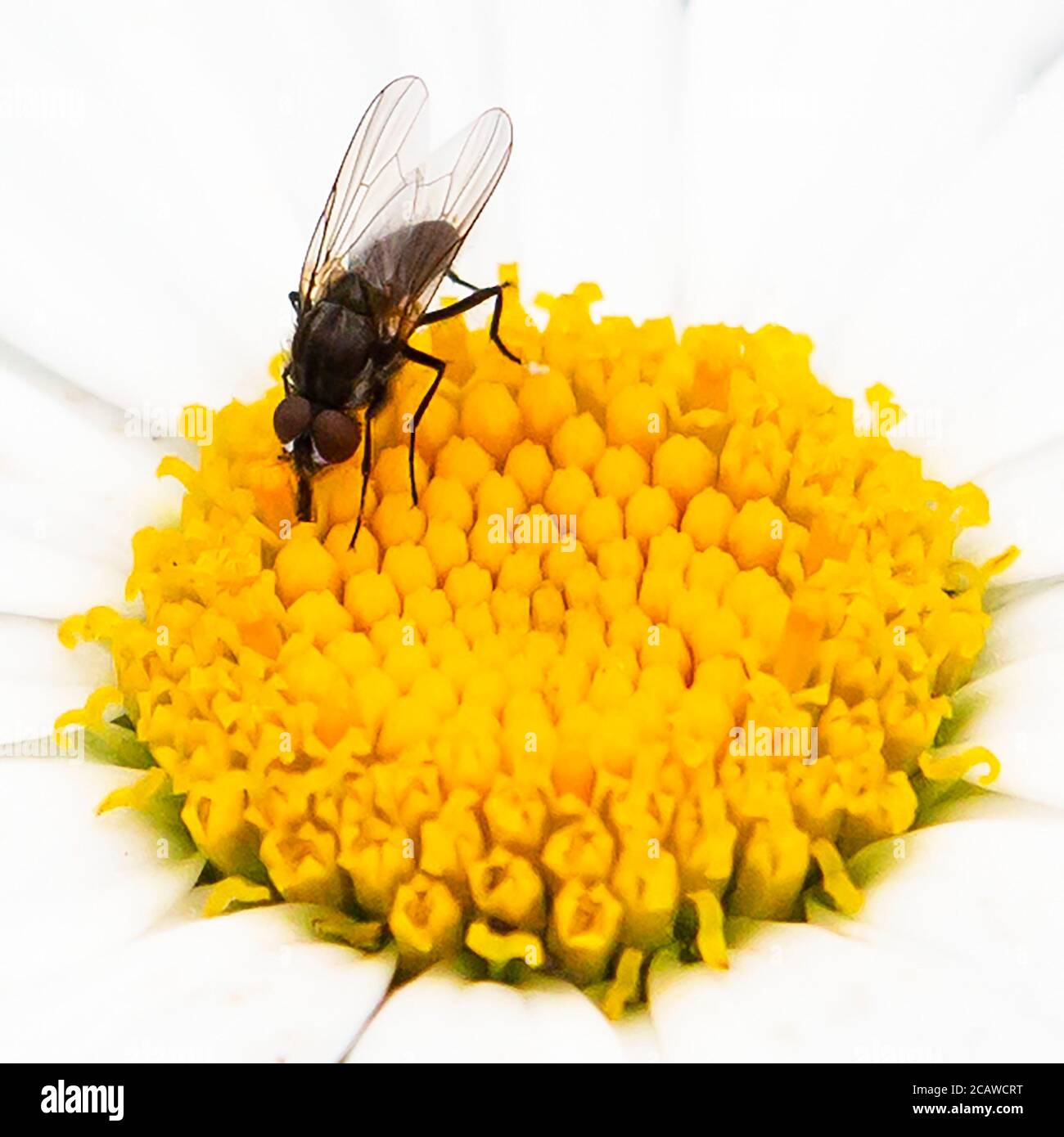 Gros plan d'une mouche sur la tête de fleur de gerbera Banque D'Images