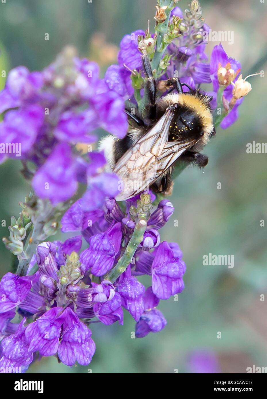 Gros plan d'une abeille sur des fleurs violettes Banque D'Images