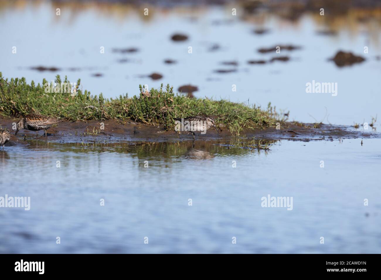 Pondeuses à bec large (Calidris falcinellus) sur les terres humides Banque D'Images