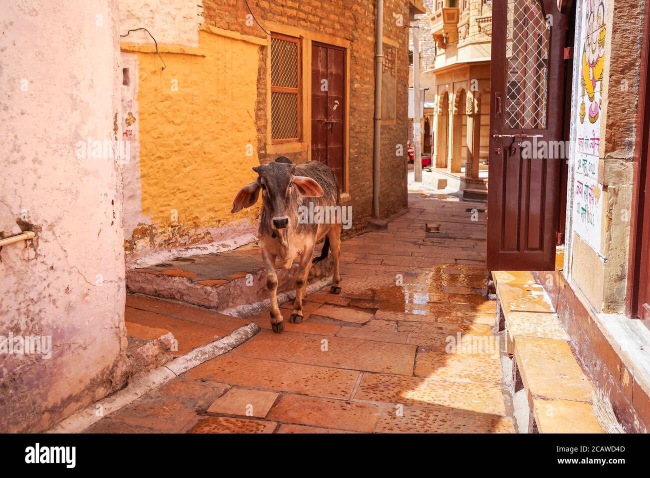 Vache marchant librement dans les ruelles étroites du fort Jaisalmer, Rajasthan, Inde Banque D'Images