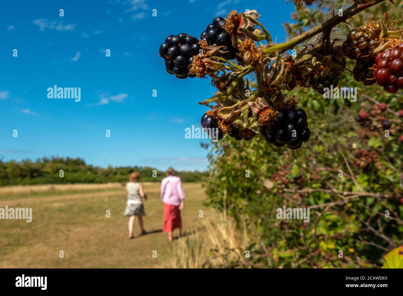 Brighton, Royaume-Uni, 6 août 2020 : mûres sauvages dans un East Sussex hedgerow Banque D'Images