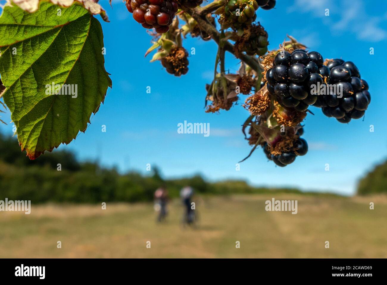 Brighton, Royaume-Uni, 6 août 2020 : mûres sauvages dans un East Sussex hedgerow Banque D'Images