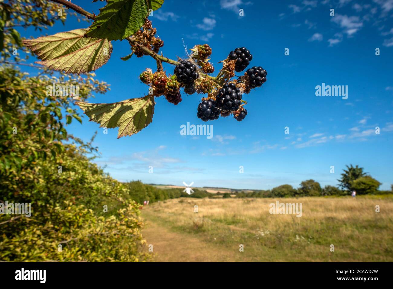 Brighton, Royaume-Uni, 6 août 2020 : mûres sauvages dans un East Sussex hedgerow Banque D'Images