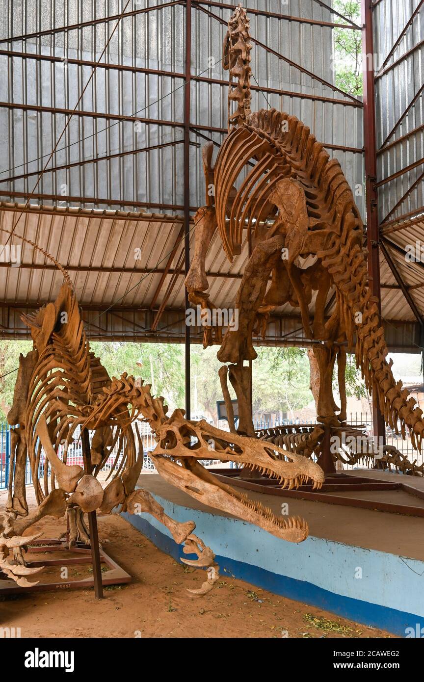 NIGER, Niamey, Musée national, les os fossiles du dinosaure Suchomimus Tentensis trouvé 1997 Gadafaoua dans la région d'Agadez et Jobaria Tiguidensis trouvé 1993 à Tiguidit dans la région d'Agadez / Dinosaurier Skelett Banque D'Images