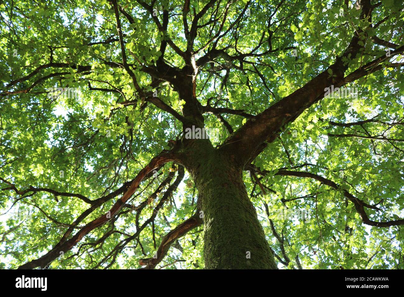 Voir un arbre d'une perspective différente est toujours intéressant, surtout quand on peut voir l'irrégularité et la symétrie qui peuvent exister dans un arbre. Banque D'Images