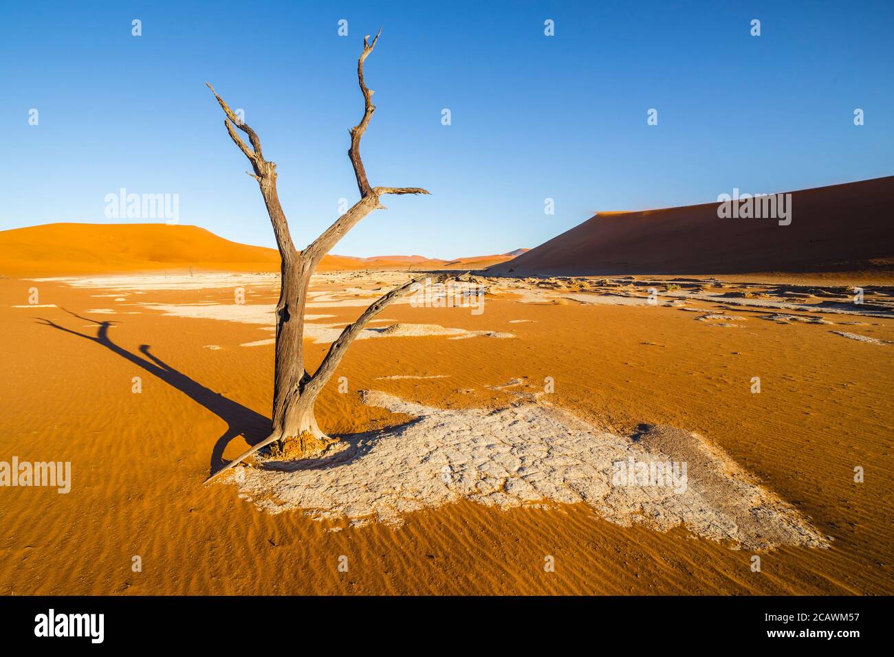 Les arbres de Deadvlei, ou Dead Vlei, une casserole en argile blanche située près de la plus célèbre casserole de sel de Sossusvlei, à l'intérieur du parc Namib-Naukluft en Namibie Banque D'Images