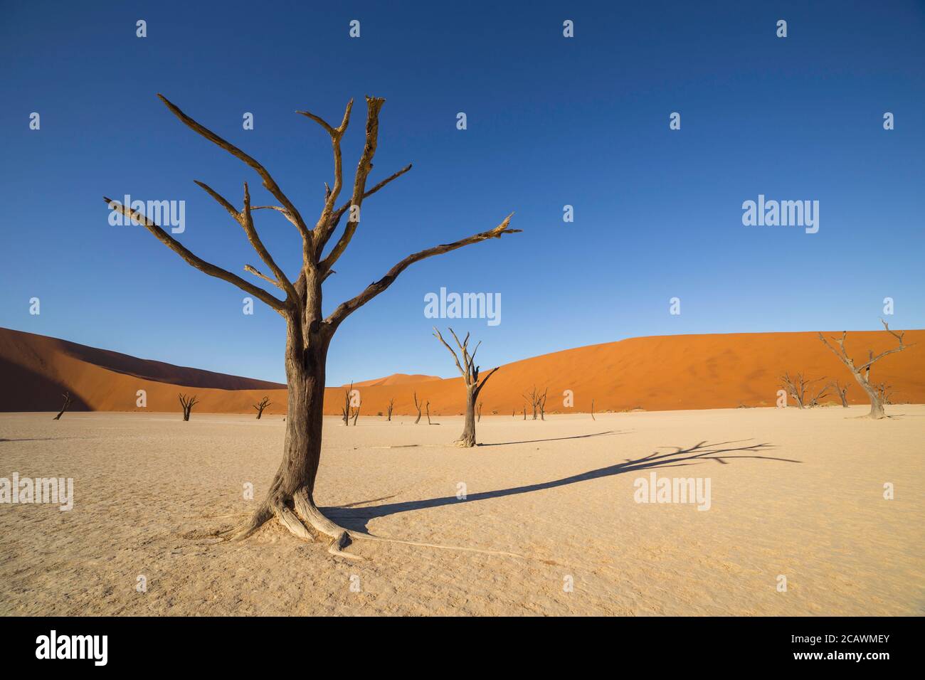 Deadvlei, ou Dead Vlei, une casserole d'argile blanche située près de la plus célèbre casserole de sel de Sossusvlei, à l'intérieur du parc Namib-Naukluft en Namibie Banque D'Images