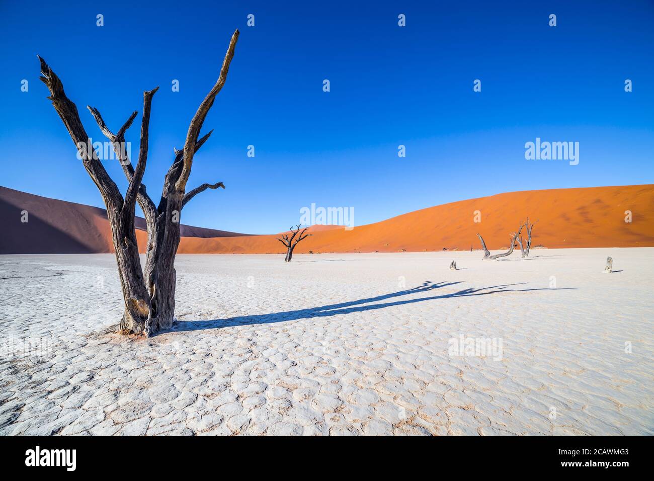 Les arbres de Deadvlei, ou Dead Vlei, une casserole en argile blanche située près de la plus célèbre casserole de sel de Sossusvlei, à l'intérieur du parc Namib-Naukluft en Namibie Banque D'Images