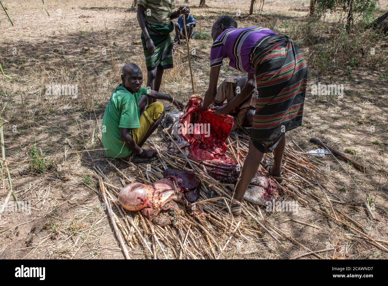 Abattage d'une vache lors d'un rite agricole parmi les Karamojong, district de Moroto, Ouganda Banque D'Images