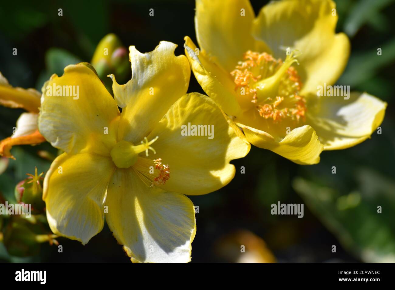 Des fleurs de portulaca jaune fleurissent dans un jardin irlandais pendant le Été Banque D'Images