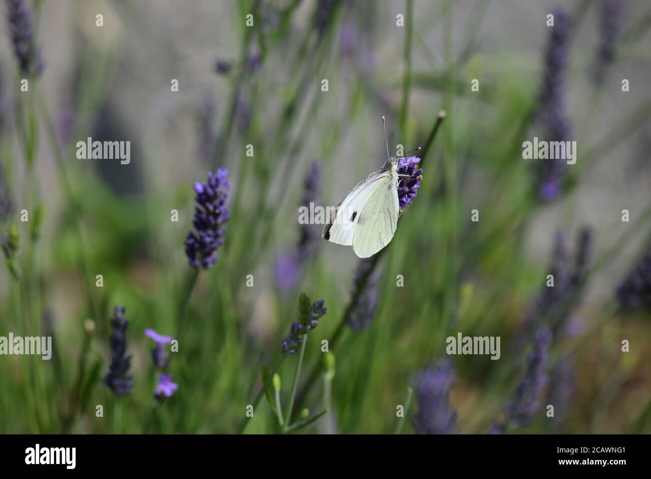Chou papillon blanc visite une plante de lavande en irlandais jardin Banque D'Images