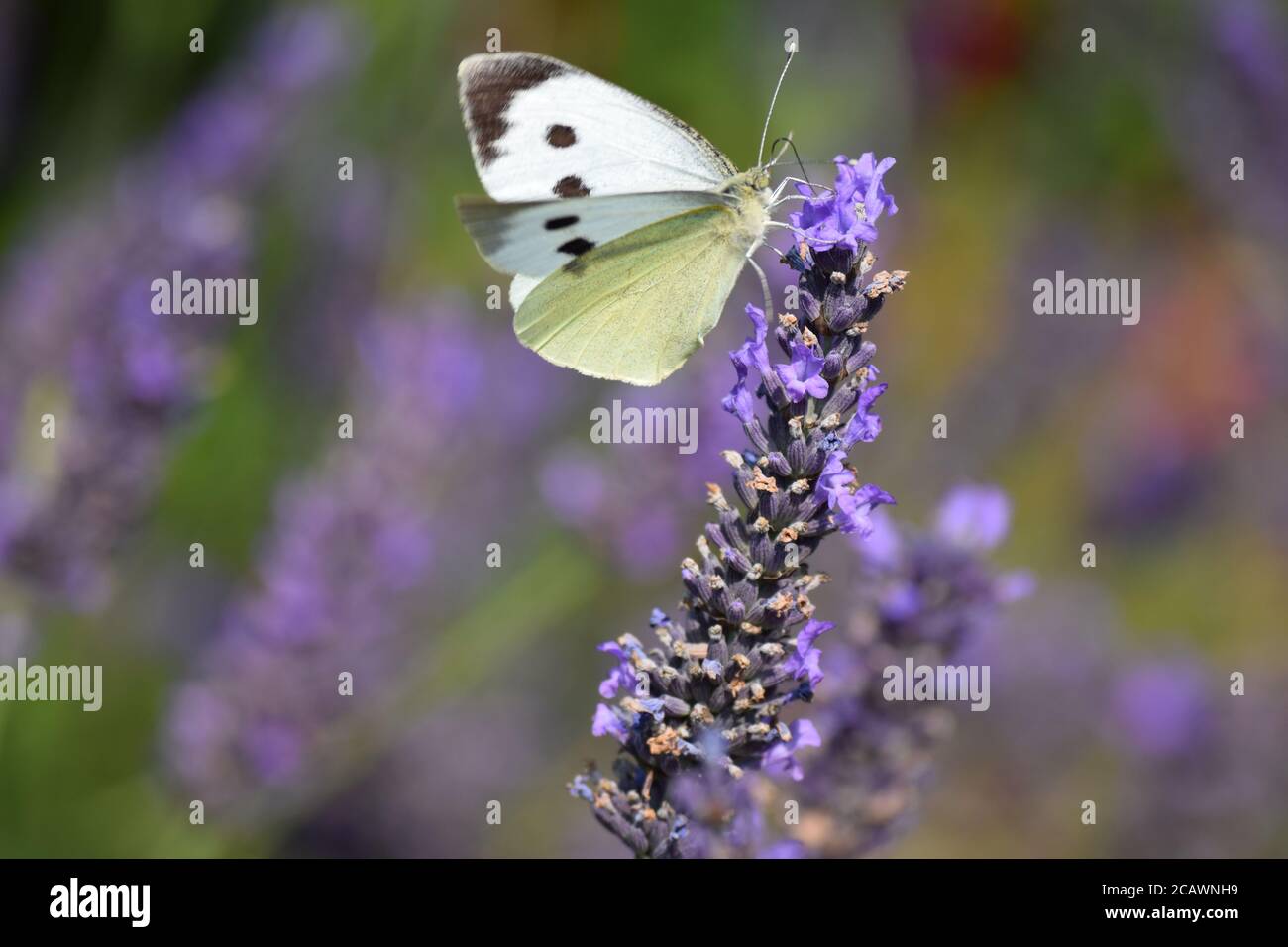 Chou papillon blanc visite une plante de lavande en irlandais jardin Banque D'Images
