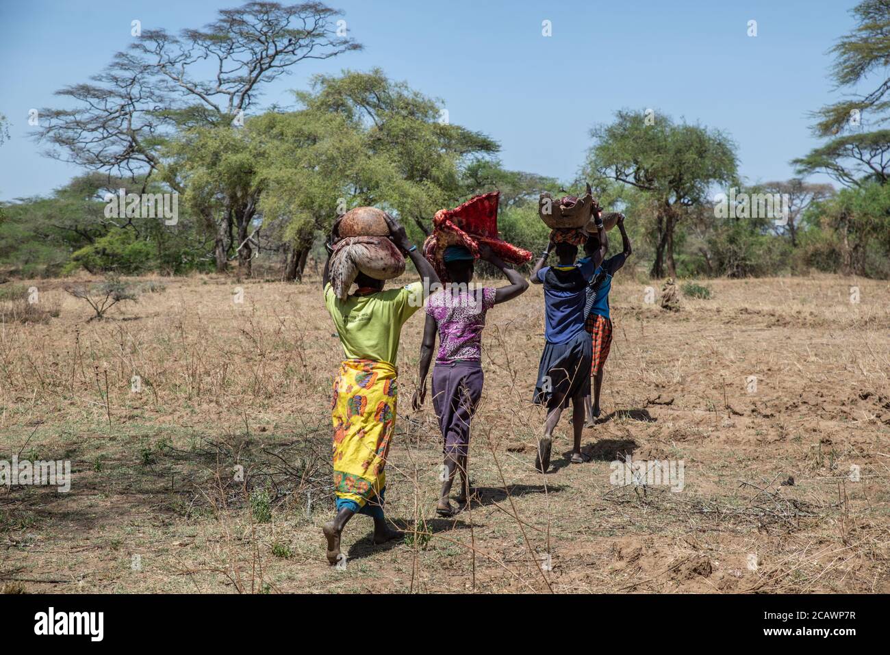 Les femmes ramenant des morceaux d'une vache abattue après un rite agricole parmi les Karamojong, district de Moroto, Ouganda Banque D'Images