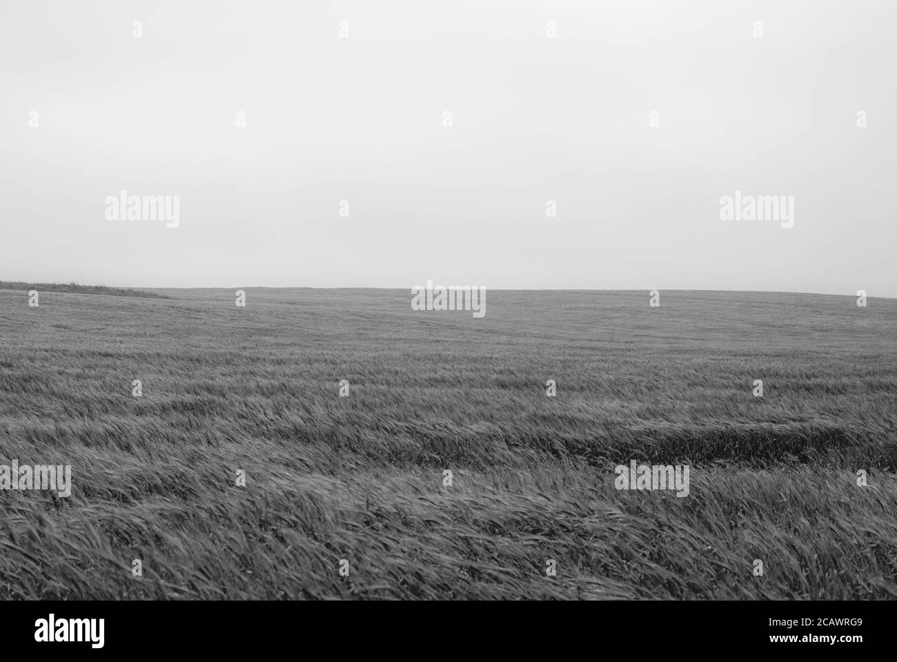 Champ de blé dans le vent par jour nuageux Banque D'Images