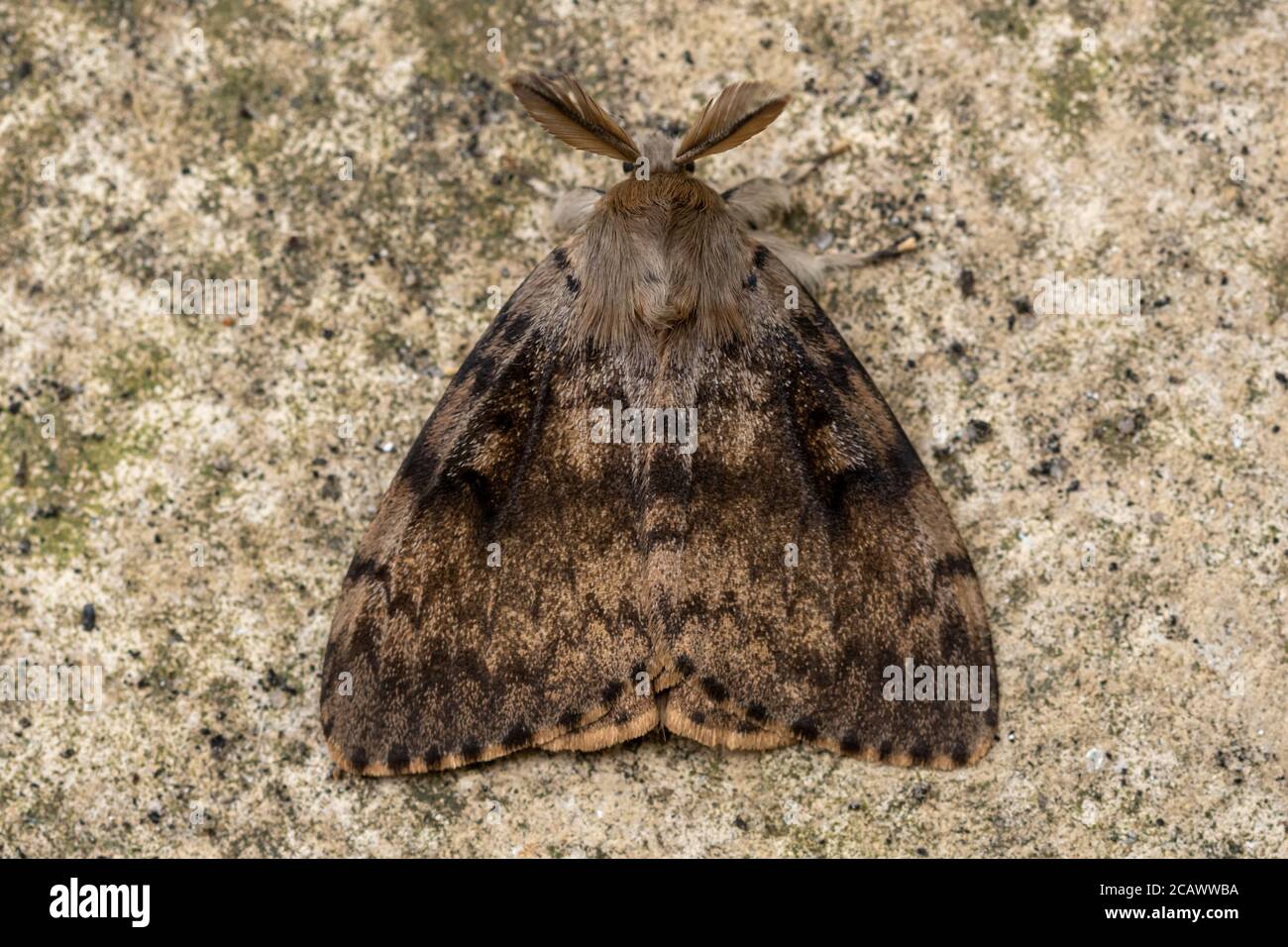 Gypsy Moth (Lymantria dispar) mâle adulte, Royaume-Uni Banque D'Images