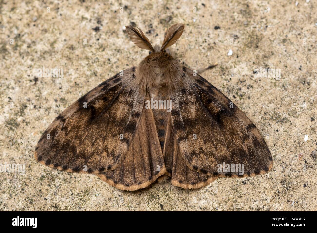 Gypsy Moth (Lymantria dispar) mâle adulte, Royaume-Uni Banque D'Images