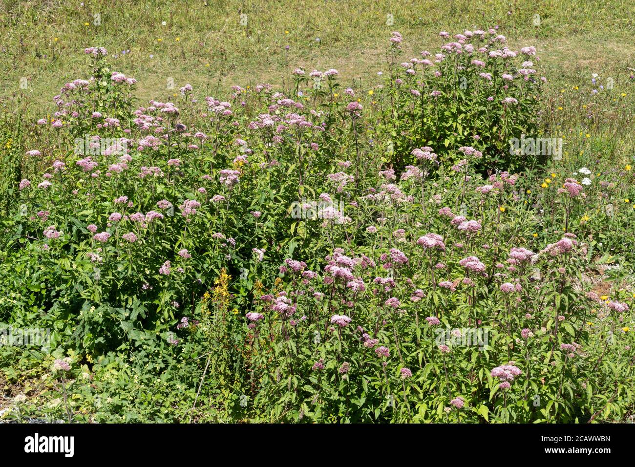 Chanvre agrimony (Eupatorium cannabinum), une grande plante vivace à fleurs, Royaume-Uni, été Banque D'Images