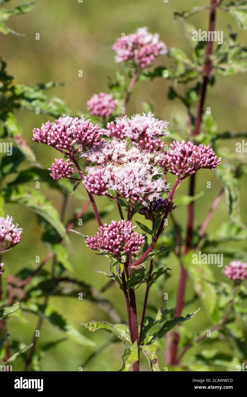 Chanvre agrimony (Eupatorium cannabinum), une grande plante vivace à fleurs, Royaume-Uni, été Banque D'Images