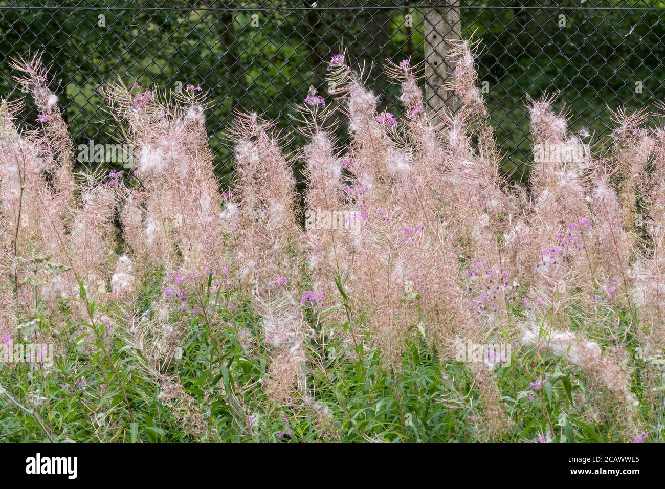 Rosebay willowherb (Chamerion angustifolium) à la fin de l'été avec des graines moelleuses, dispersion des graines par le vent, Royaume-Uni Banque D'Images