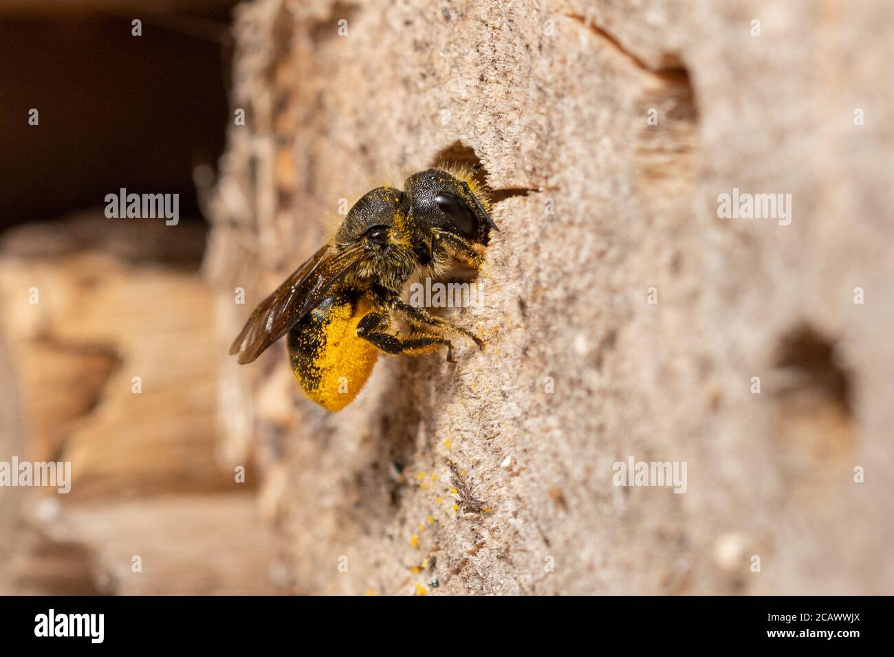 Femme maçon à ventilation orange (Osmia leaiana) approvisionnant son nid dans un hôtel d'abeilles avec pollen, Royaume-Uni, août Banque D'Images