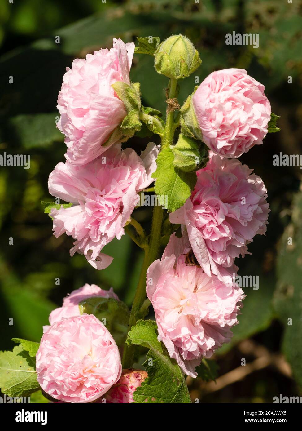 Pivoine forme double rose fleurs d'été de la maison de jardin hollyhock, Alcea rosea 'Chater's Pink' Banque D'Images