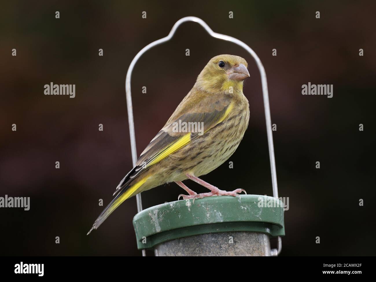 Greenfinch, chlorure de Carduelis, dans un couloir d'alimentation de jardin, Mid Wales, royaume-uni Banque D'Images