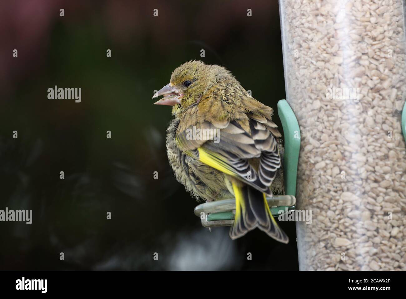 Greenfinch, chlorure de Carduelis, dans un couloir d'alimentation de jardin, Mid Wales, royaume-uni Banque D'Images