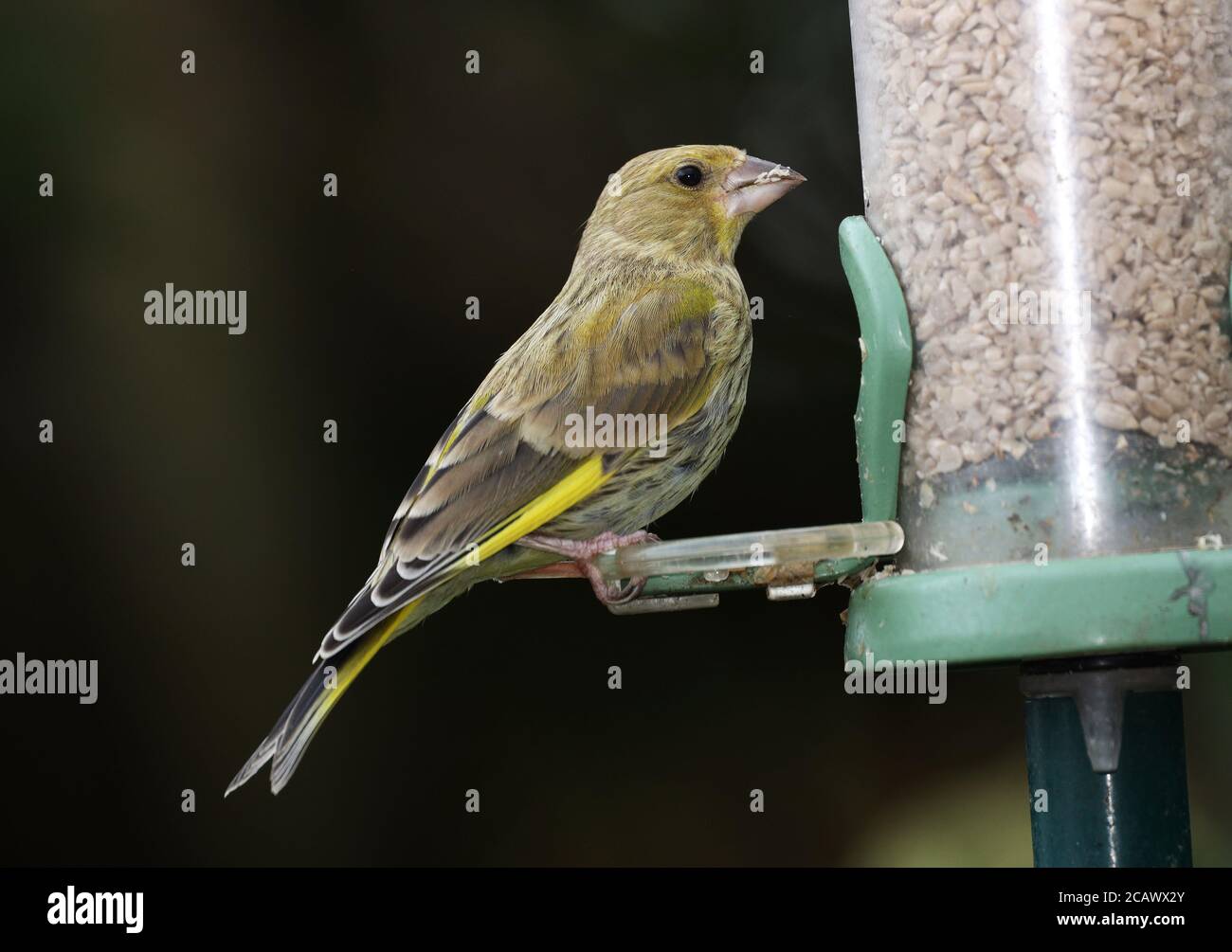 Greenfinch, chlorure de Carduelis, dans un couloir d'alimentation de jardin, Mid Wales, royaume-uni Banque D'Images