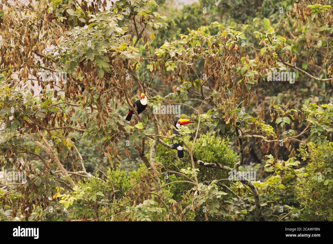 Photo de toucans perçant sur un arbre à l'embouchure de la rivière Iguazu, Brésil Banque D'Images