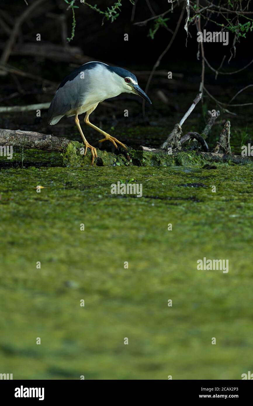 Un héron de nuit à couronne noire adulte est en perching sur une branche bas au-dessus de l'eau et en attente de sa proie Banque D'Images