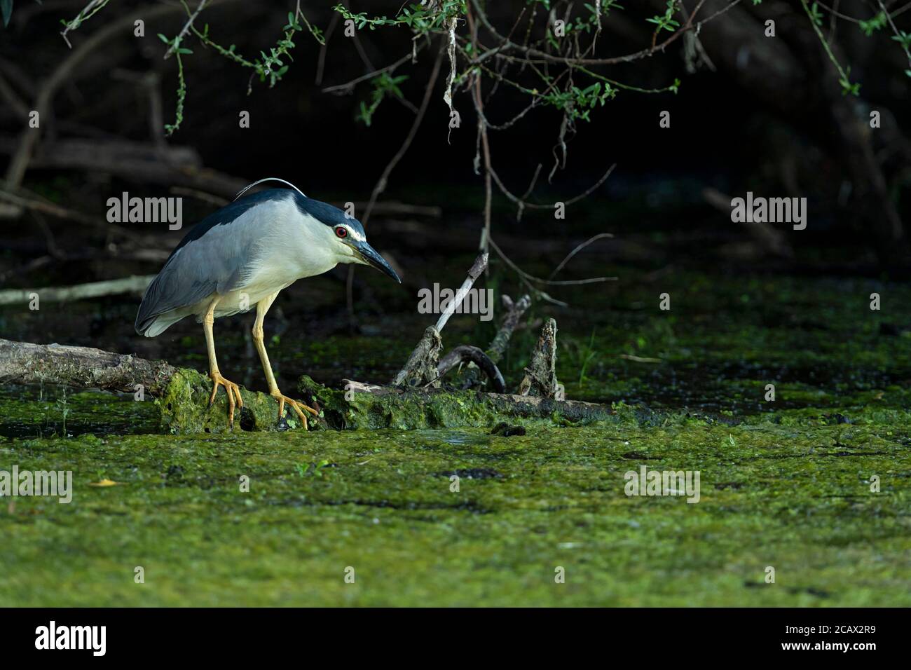Un héron de nuit à couronne noire adulte est en perching sur une branche bas au-dessus de l'eau et en attente de sa proie Banque D'Images