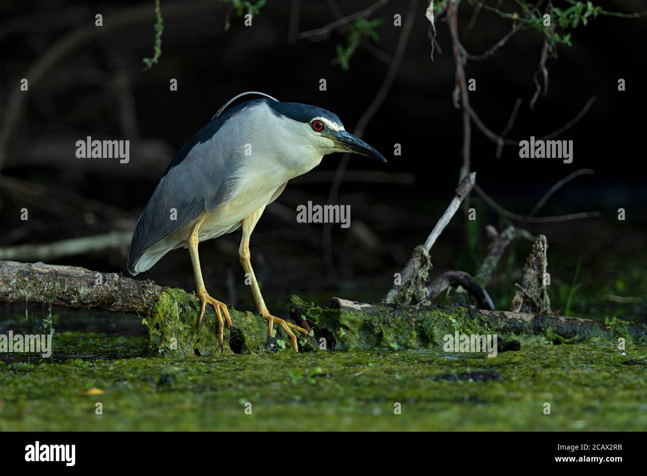 Un héron de nuit à couronne noire adulte est en perching sur une branche bas au-dessus de l'eau et en attente de sa proie Banque D'Images