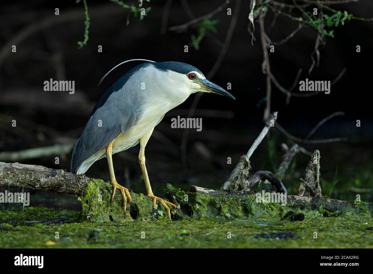 Un héron de nuit à couronne noire adulte est en perching sur une branche bas au-dessus de l'eau et en attente de sa proie Banque D'Images
