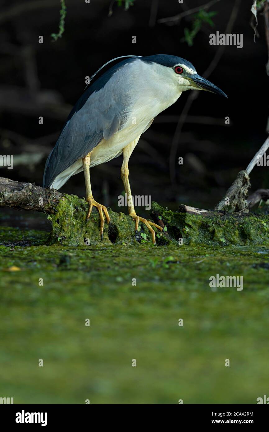 Un héron de nuit à couronne noire adulte est en perching sur une branche bas au-dessus de l'eau et en attente de sa proie Banque D'Images