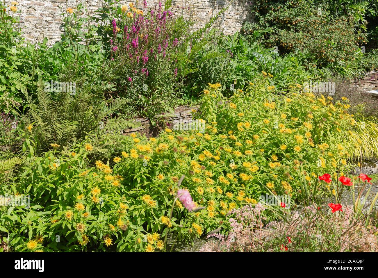 Inula hookeri, tête jaune ou pulls à capuche le fleabane est un grand remplissage de bordure Banque D'Images