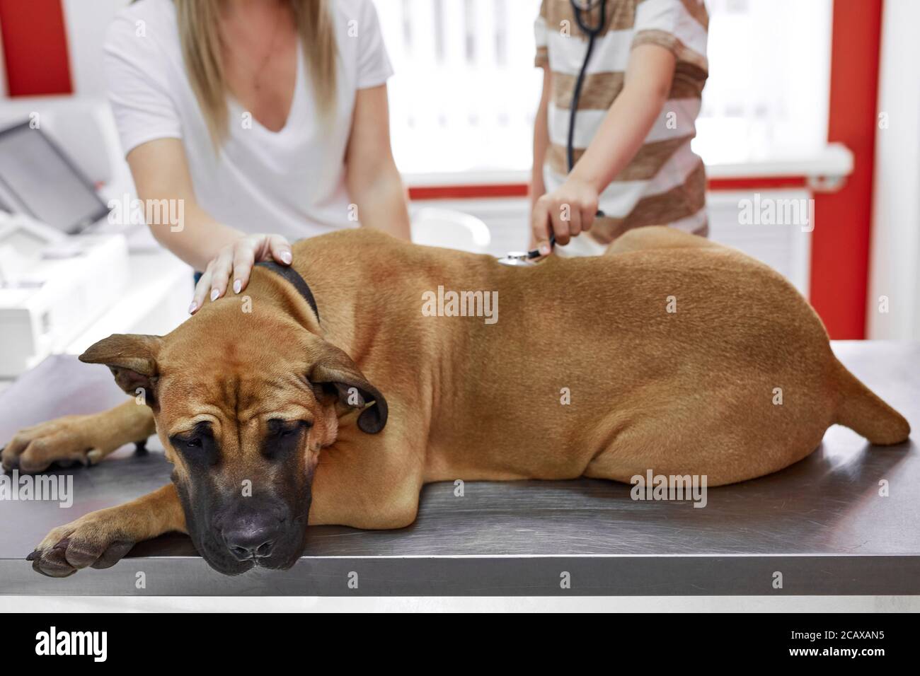 femme et garçon vérifier la respiration du chien, utiliser un stéthoscope en clinique vétérinaire. animal malade allongé sur la table pendant l'examen Banque D'Images